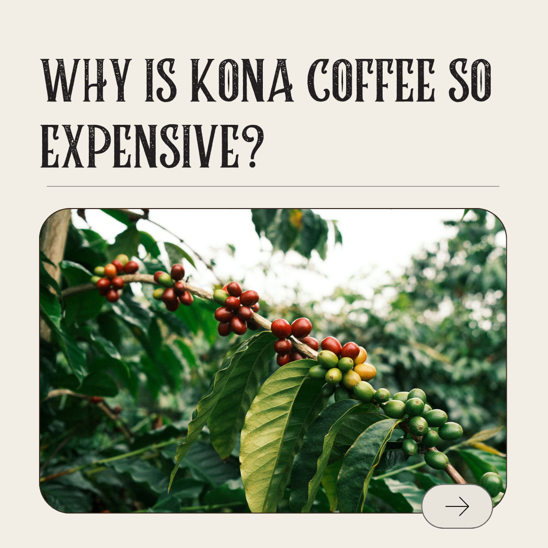 Why is Kona Coffee so expensive? Kona Mountain Coffee