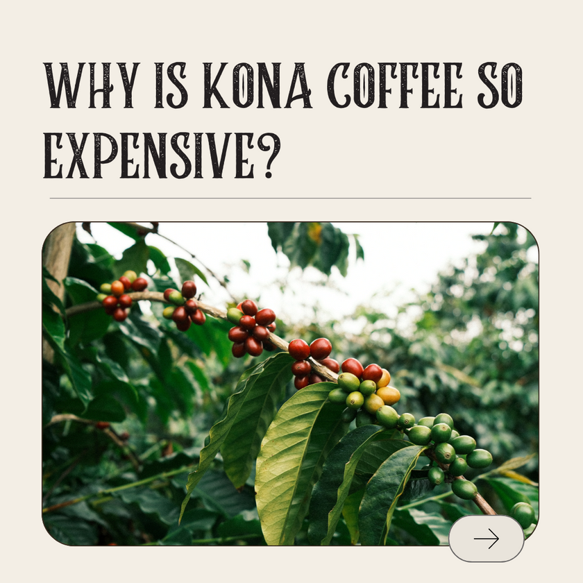 Why is Kona Coffee so expensive? Kona Mountain Coffee