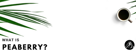 What is Peaberry Coffee?