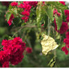 Big Island Ornament - Kona Mountain Coffee